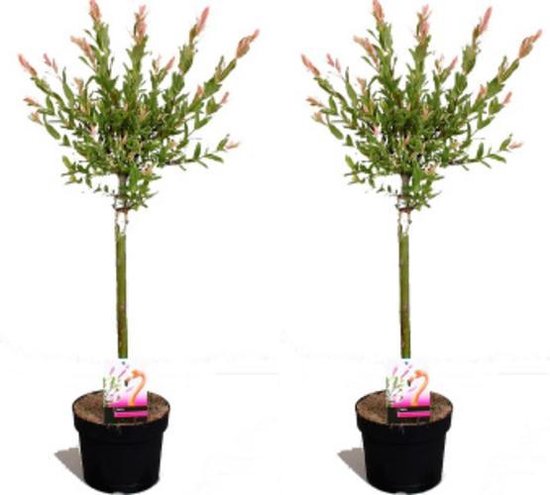Set van 2 Salix Flamingo Bomen – Winterharde Bomen – Inclusief Kwekerspot |  bol.com