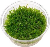Christmas Moss - 3 stuks - Cup 80 cc - Aquarium mos - Aquariumplant - Moerings