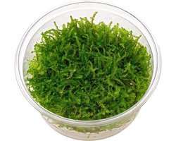 Christmas Moss - 3 stuks - Cup 80 cc - Aquarium mos - Aquariumplant - Moerings