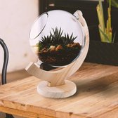Glazen schaal voor planten - Planten vaas - Bloempot - Decoratieve planten accessoire - 25x30cm - Glas