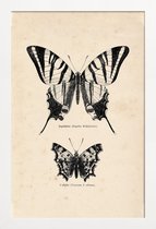 JUNIQE - Poster met houten lijst Butterfly Engraving -13x18 /Bruin &
