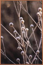 JUNIQE - Poster met kunststof lijst Frosted Stems -20x30 /Bruin &