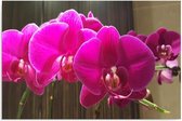 Schilderij - Prachtige orchidee, 3 maten, premium print