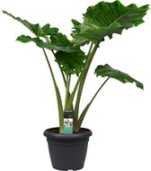 Alocasia Portadora ↨ 120cm - hoge kwaliteit planten - grote planten - XL plant - binnenplanten - buitenplanten - tuinplanten - potplanten - hangplanten - plantenbak - bomen - boom