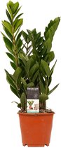 Zamio Culcas ↨ 45cm - hoge kwaliteit planten