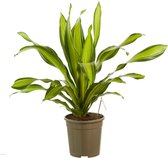 Dracaena Charley ↨ 100cm - planten - binnenplanten - buitenplanten - tuinplanten - potplanten - hangplanten - plantenbak - bomen - plantenspuit