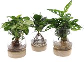 Mix Kingston Glas + LED ↨ 35cm - 3 stuks - planten - binnenplanten - buitenplanten - tuinplanten - potplanten - hangplanten - plantenbak - bomen - plantenspuit