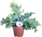 Phlebodium ‘Davana’ ↨ 48cm - planten - binnenplanten - buitenplanten - tuinplanten - potplanten - hangplanten - plantenbak - bomen - plantenspuit