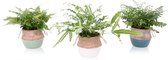 Trio varen in mand met touw ↨ 48cm - 3 stuks - planten - binnenplanten - buitenplanten - tuinplanten - potplanten - hangplanten - plantenbak - bomen - plantenspuit