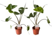 Alocasia Stingray ↨ 45cm - 2 stuks - hoge kwaliteit planten