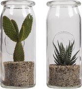 Message in a bottle ↨ 30cm - 2 stuks - planten - binnenplanten - buitenplanten - tuinplanten - potplanten - hangplanten - plantenbak - bomen - plantenspuit