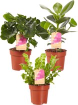 Luchtzuiverende mix, Clusia, Asplenium, Philodendron ↨ 30cm - 3 stuks - hoge kwaliteit planten