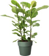 Ficus Altissima in ELHO sierpot (groen) ↨ 105cm - hoge kwaliteit planten