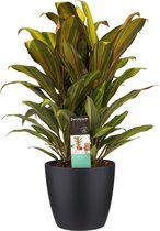 Cordyline Kiwi toef met Elho brussels living black ↨ 60cm - hoge kwaliteit planten