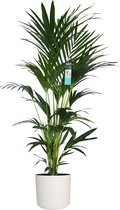 XL Kentia Palm in ELHO B.for pot (wit) ↨ 170cm - hoge kwaliteit planten - grote planten - XL plant - binnenplanten - buitenplanten - tuinplanten - potplanten - hangplanten - plante