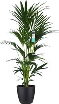 XL Kentia Palm in ELHO Brussels pot (zwart) ↨ 170cm - hoge kwaliteit planten - grote planten - XL plant - binnenplanten - buitenplanten - tuinplanten - potplanten - hangplanten - p