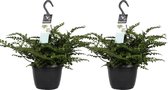 Duo Asplenium 'Parvati' ↨ 40cm - 2 stuks - hoge kwaliteit planten