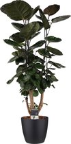 Polyscias Fabian vertakt met Elho brussels living black ↨ 85cm - hoge kwaliteit planten