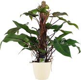 Philodendron Red Emerald met ELHO brussels soap ↨ 75cm - hoge kwaliteit planten
