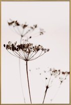 JUNIQE - Poster met kunststof lijst Dried Flowers Anetum 2A -40x60