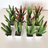 CACTUS KAÑANCHOE PACK 12 ASSORTIE vuurwerk met keramische vaas