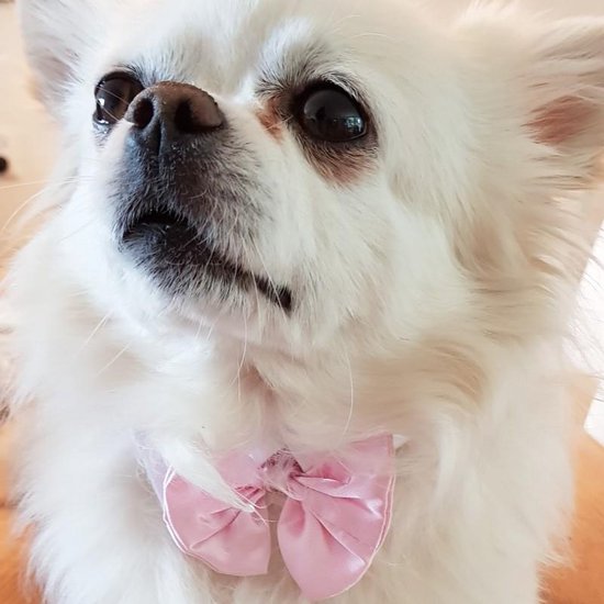 Blanc Luxe et confortable avec cravate rose pour chiens XS - chien