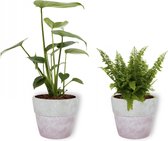 Set van 2 Kamerplanten - Monstera Deliciosa & Nephrolepis Vitale - ±  30cm hoog - 12cm diameter - in betonnen lila pot