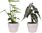 Set van 2 Kamerplanten - Monstera Deliciosa & Alocasia Polly- ±  30cm hoog - 12cm diameter - in betonnen roze pot