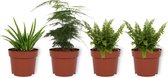 Set van 4 Kamerplanten - 1x Asparagus Plumosus & 1x Aloe Vera Clumb & 2x Nephrolepis Vitale - ± 25cm hoog - 12cm diameter