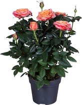 Bloem van Botanicly – Rosa Patio Hit – Hoogte: 36 cm