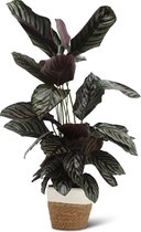 We Love Plants - Calathea Ornata + Mand Miranda - 70 cm hoog - Luchtzuiverende plant