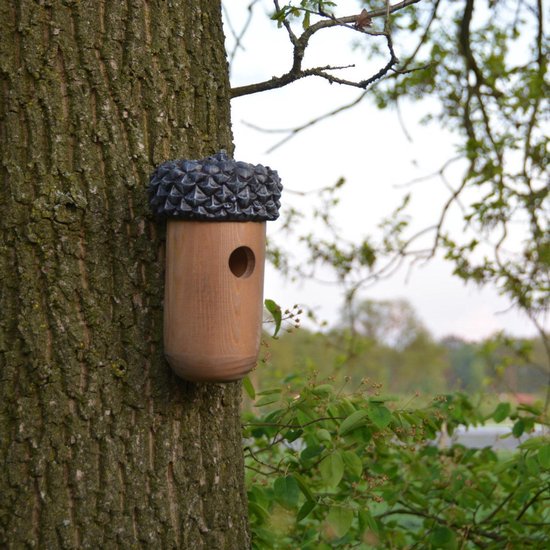 Houten vogelhuisje in de vorm van een eikel, bevestigd aan een boom. De dop is donkergrijs en gegroefd.