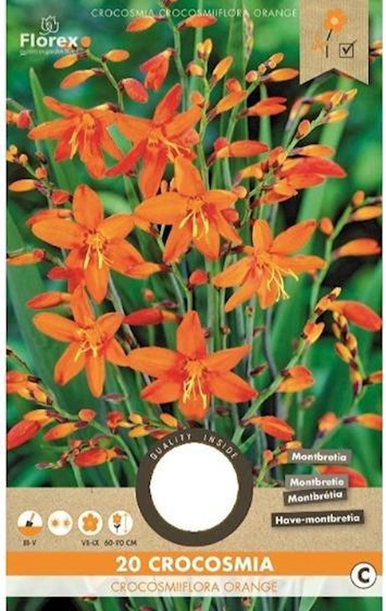 Florex Crocosmia 20 Crocosmiiflora Orange 976.64