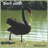Black Swan 2022 Calendar