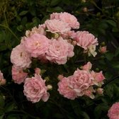 Rosa 'The Fairy' - Struikroos, in pot: Compacte rozenstruik met kleine, roze, doorbloeiende bloemen.