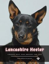 Lancashire Heeler