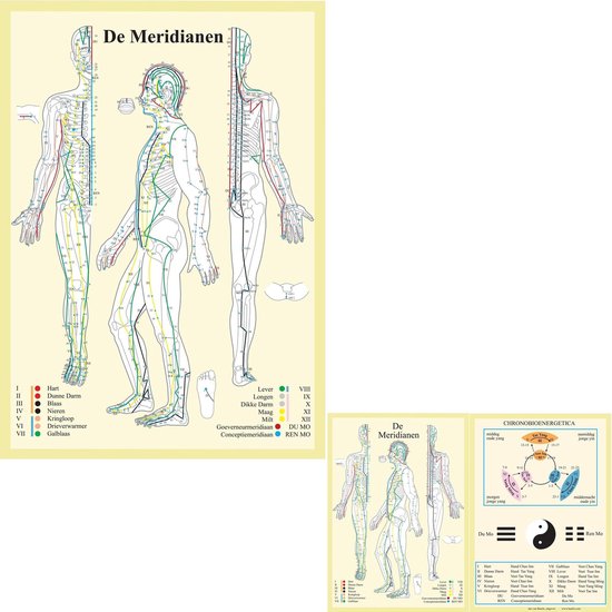 Anatomie poster meridianen (Nederlands, gelamineerd, A2 + A4) + ophangsysteem
