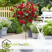 Plant in a Box - Rosa Palace 'Pride' - Rode stamroos voor binnen,tuin,terras of balkon - Pot 19cm - Hoogte 80-100cm