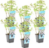 Watermunt - Mentha Aquatica - per 6 Stuks - Vijverplant in Kwekerspot - ⌀ 9 cm - ↕ 10-20 cm