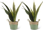 We Love Plants - Sansevieria Gold Flame + Mand Bram - 2 stuks - 40 cm hoog - Vrouwentong