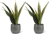 We Love Plants - Sansevieria Gold Flame + Pot Luc - 2 stuks - 40 cm hoog - Vrouwentong