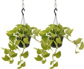 We Love Plants - Epipremnum Golden Pothos - 2 stuks - 25 cm lang - Hangplant