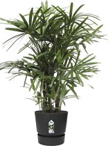 Kamerplant van Botanicly – Bamboepalm in zwart ELHO plastic pot als set – Hoogte: 100 cm – Rhapis Excelsa