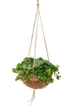 Kamerplant van Botanicly – Vetkruid in kokosvezel hangpot als set – Hoogte: 20 cm – Sedum Makinoi