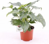 Kamerplant van Botanicly – Philodendron Xanadu – Hoogte: 25 cm