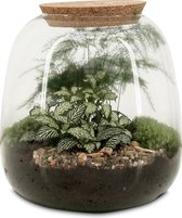 Terrarium Arrangement 90424