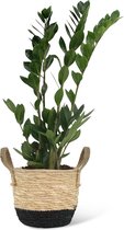 We Love Plants - Zamioculcas Zamiifolia + Mand Mirjam - 55 cm hoog - Makkelijke kamerplant