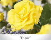 Rosa 'Friesia'