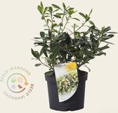 Pittosporum tobira 'Nanum' pot 26