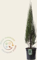 Juniperus scopulorum 'Blue Arrow' 080/90